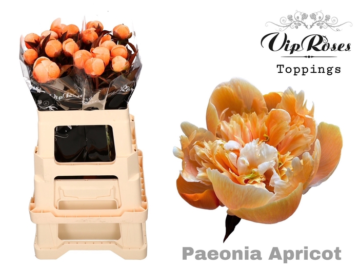 <h4>PAEONIA APRICOT x 20</h4>