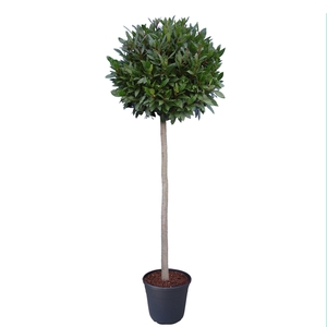 Laurus nobilis Bol op stam