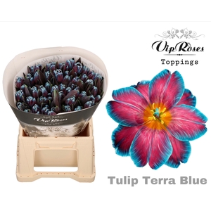 TULIPA EN DYED TERRA BLUE