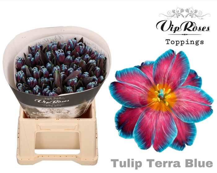 TULIPA EN DYED TERRA BLUE