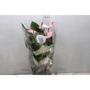 ANTHURIUM PRINCE AMALIA ELEGANCE P17