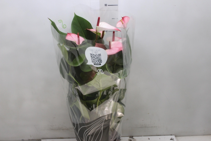 <h4>ANTHURIUM PRINCE AMALIA ELEGANCE P17</h4>