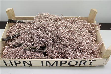 <h4>Pepperberry Champagne</h4>