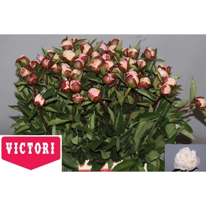 PAEO L GARDENIA