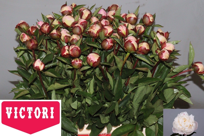 <h4>PAEO L GARDENIA</h4>