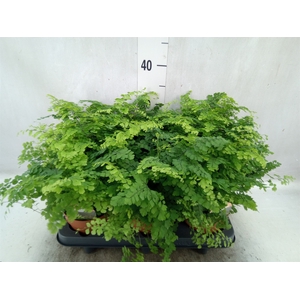 Adiantum raddi. 'Fritz-Luthi'