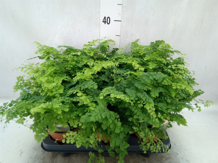 Adiantum raddi. 'Fritz-Luthi'