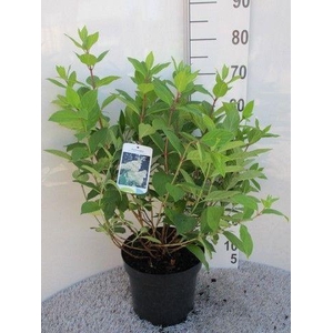 Hydrangea pan. Grandiflora 40-50 P26