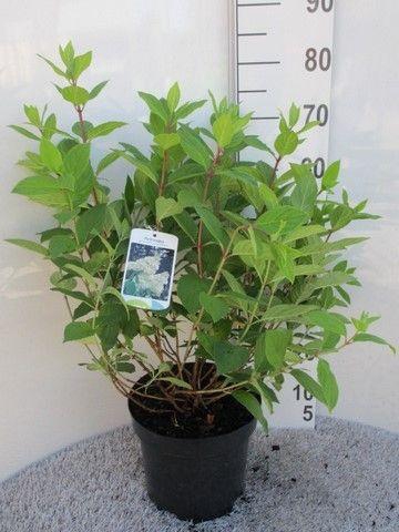 <h4>Hydrangea pan. Grandiflora 40-50 P26</h4>