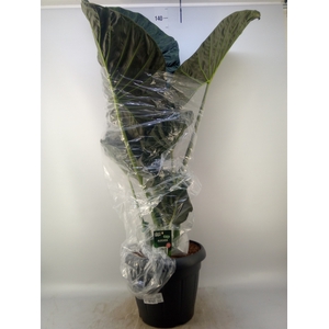 Alocasia portodora
