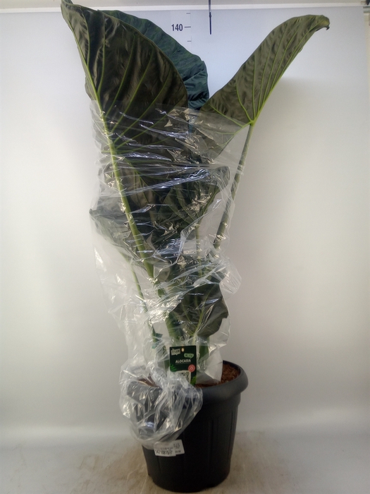 <h4>Alocasia portodora</h4>