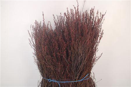 <h4>Myrica Gale Bs</h4>