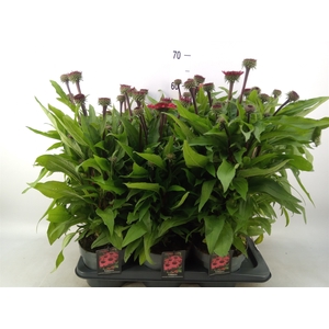 Echinacea   ...