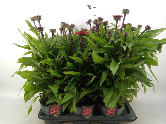 <h4>Echinacea   ...</h4>