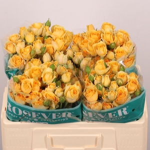 R TR SOLAR ROSEVER