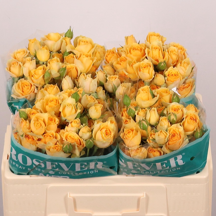 <h4>R TR SOLAR ROSEVER</h4>
