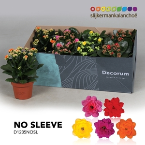 Kalanchoe No Sleeve - Mix 12cm