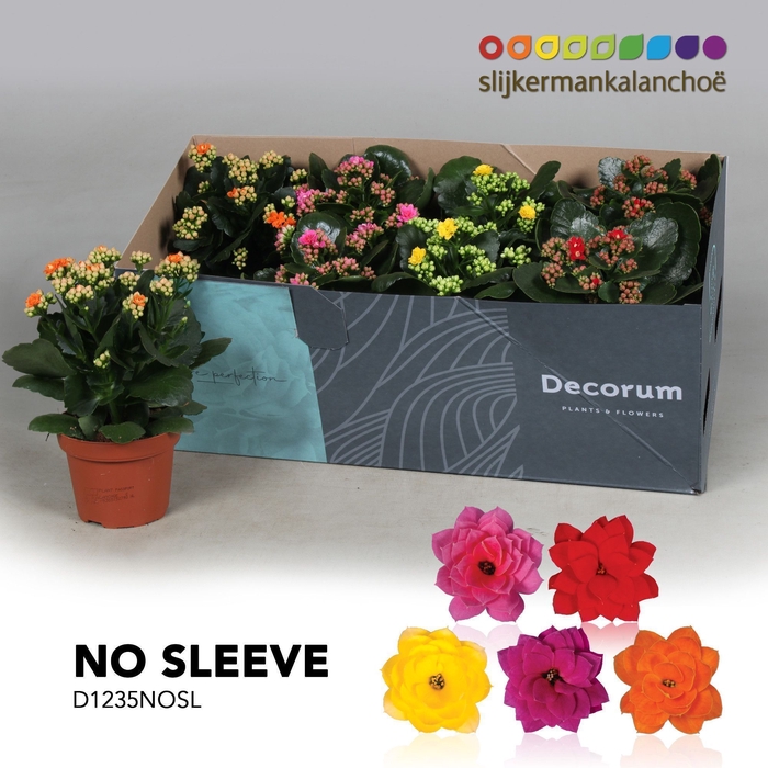 <h4>Kalanchoe No Sleeve - Mix 12cm</h4>