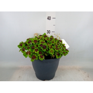 Oxalis tetraphylla 'Iron Cross'