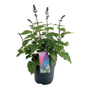 Salvia Salgoon Lake Blueberry donker blauw