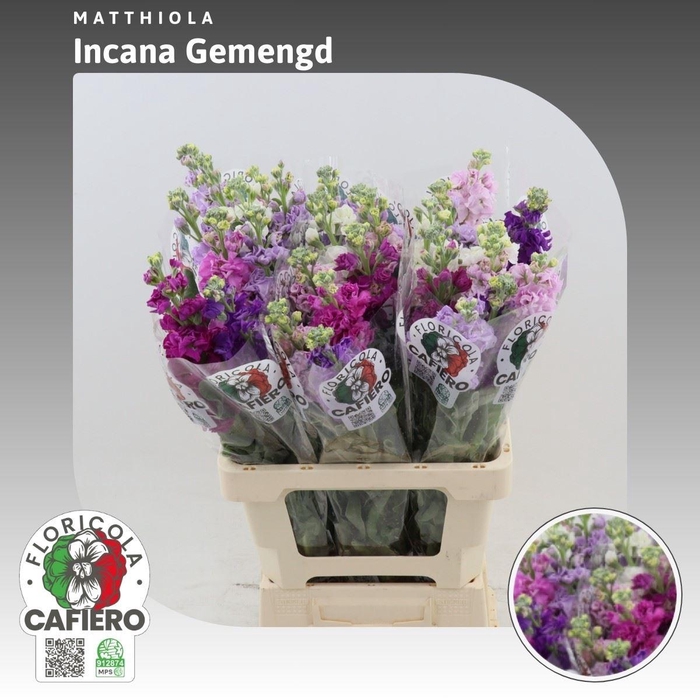 <h4>Matthiola Incana Gemengd</h4>