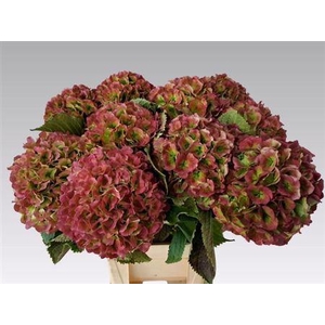 Hydr M Ch White Verena Cl