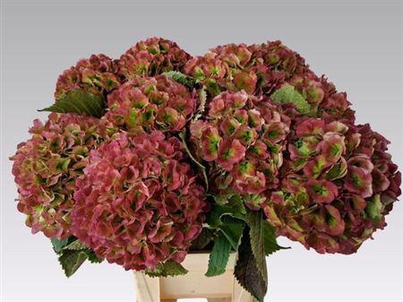 <h4>Hydr M Ch White Verena Cl</h4>