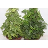 HEDERA VARIADO C21 PENDENTE