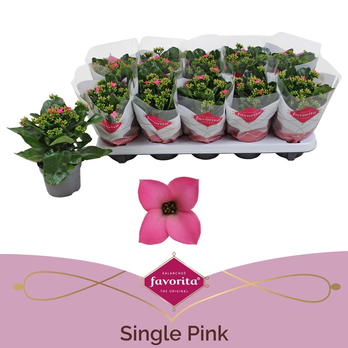 <h4>Kalanchoe Favorita Pink stadium 1</h4>