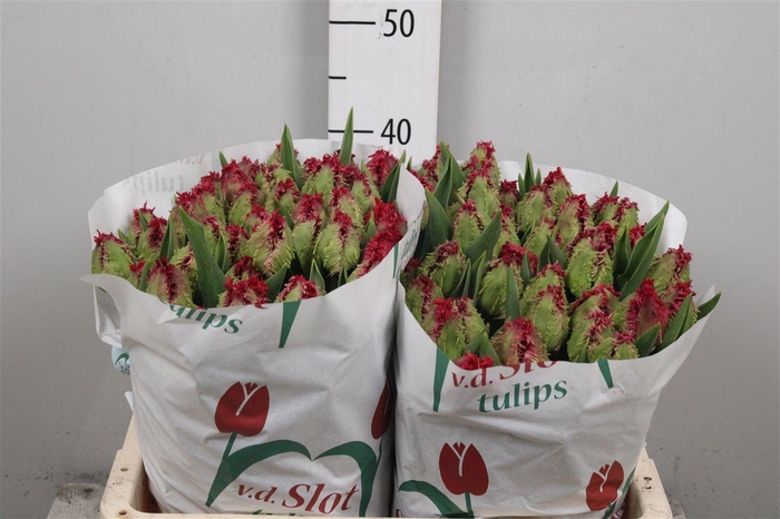 <h4>Tu Fr Barbados</h4>