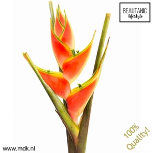 Heliconia Wagneriana 'red Jewel'