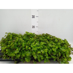 Callisia repens