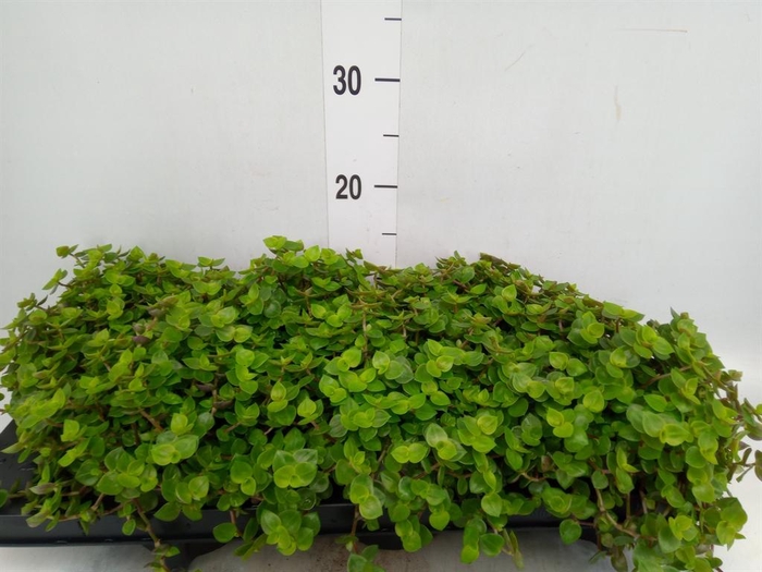 <h4>Callisia repens</h4>
