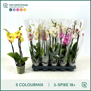 PHAL GEM 5 KL