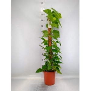 Epipremnum pinn.   ...moss stick