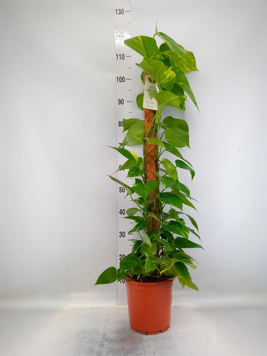 <h4>Epipremnum pinn.   ...moss stick</h4>