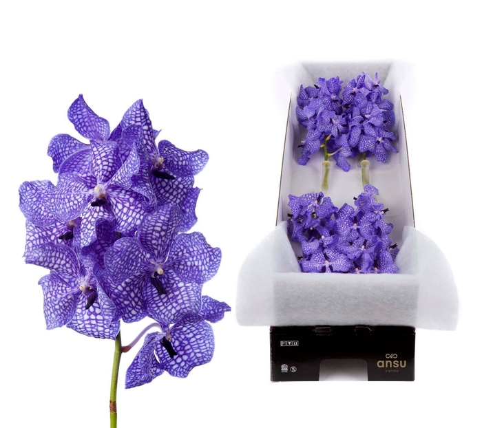 <h4>Vanda 'Kanchana Delft Blue'</h4>