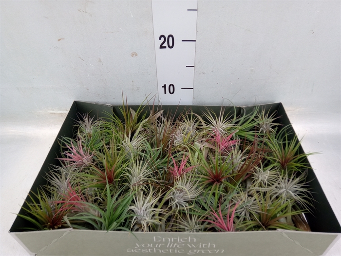 <h4>Tillandsia</h4>