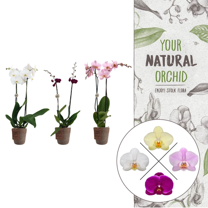 <h4>Your Natural Orchid | mix in Terima Kasih | Phal. 2 spike</h4>