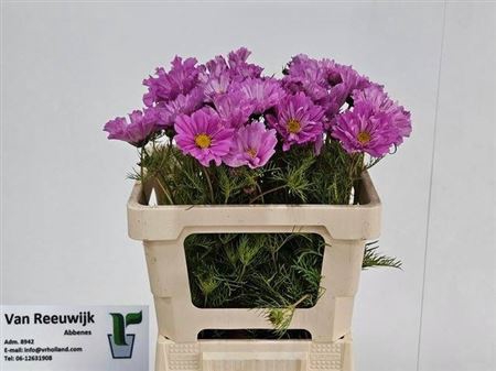 <h4>Cosmos Bipinnatus Rose</h4>