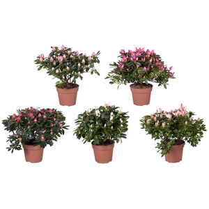 Azalea gemengd (Voorjaar soorten) 14cm