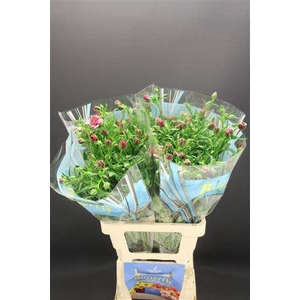 Ran Butterfly Thiva 70cm