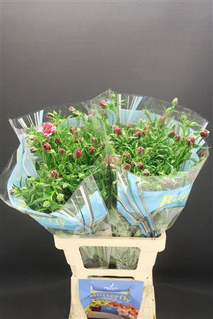 <h4>Ran Butterfly Thiva 70cm</h4>