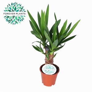 Yucca p12, 20 cm (3+ KOP)