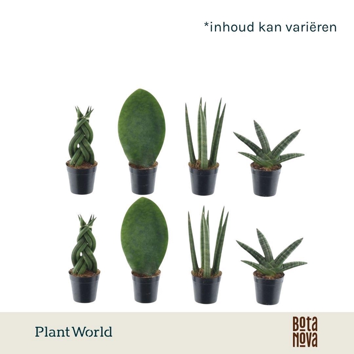 <h4>Sansevieria mix Kakarum</h4>