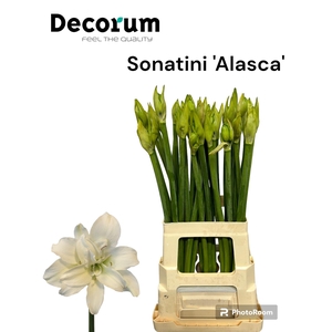 Sonatini Alasca 865