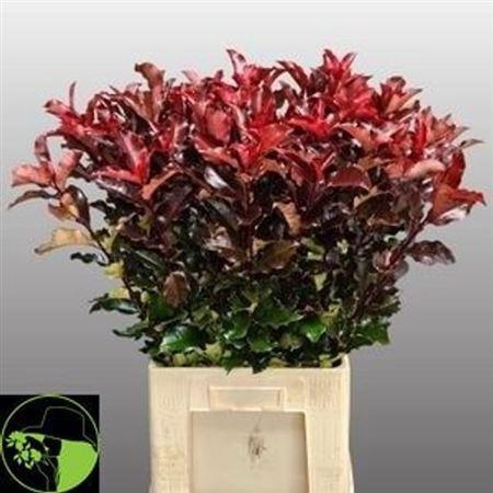 <h4>Phot Mag Volcano</h4>