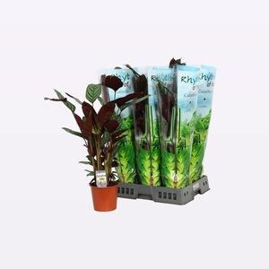 CTENANTHE COMPACTSTA