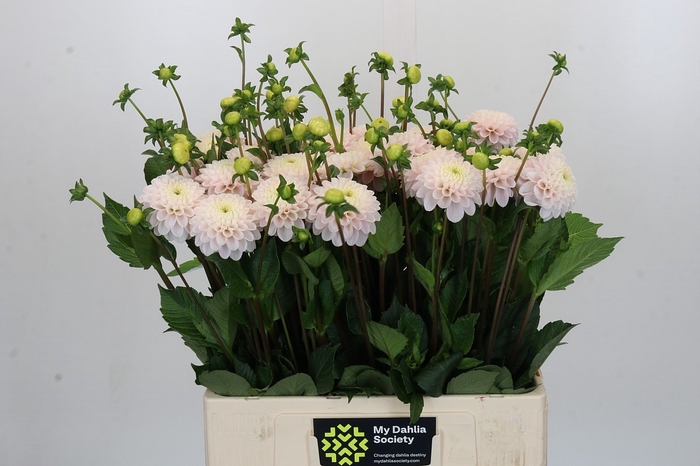 <h4>Dahlia Light Wizard</h4>