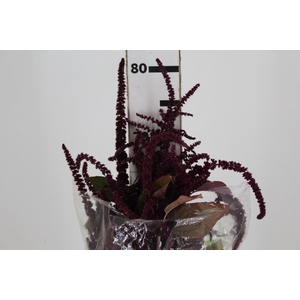 AMARANTHUS VINHO
